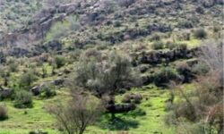 کاشت گونه‌های سازگار با اقلیم برای حفظ مراتع زنجان