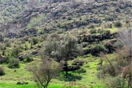کاشت گونه‌های سازگار با اقلیم برای حفظ مراتع زنجان