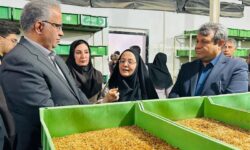 کسب‌وکاری متفاوت زنان در سیستان؛ ‌میل‌ورم اقتصاد را تکان داد