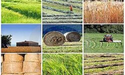 گام بزرگ اتحادیه دامداران استان مرکزی در تکمیل زنجیره تأمین خوراک دام