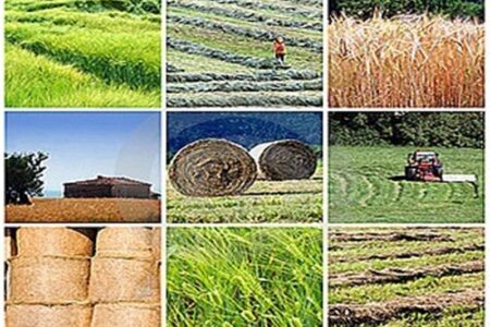 گام بزرگ اتحادیه دامداران استان مرکزی در تکمیل زنجیره تأمین خوراک دام