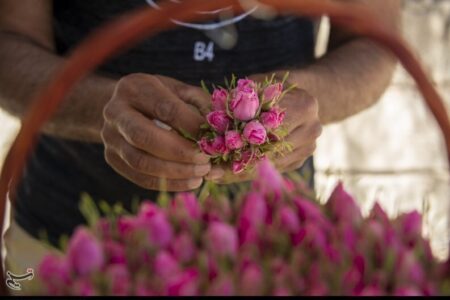 گل محمدی؛ طلای معطر ایران در دام خام‌فروشی