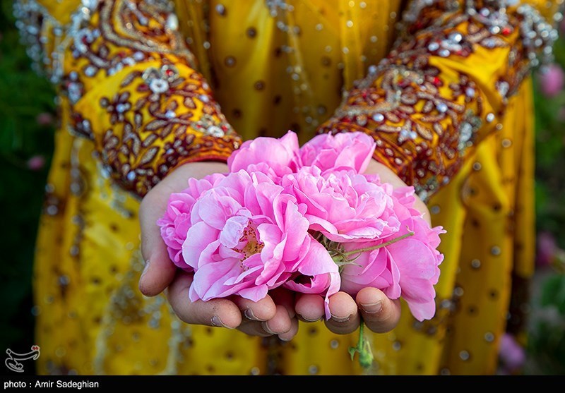اخبار استان چهارمحال و بختیاری , اخبار شهرکرد , کشاورزی , 