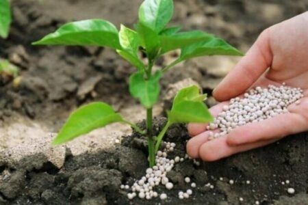 واریز یارانه نقدی کودهای کشاورزی برای کشاورزان چهارمحال و بختیاری