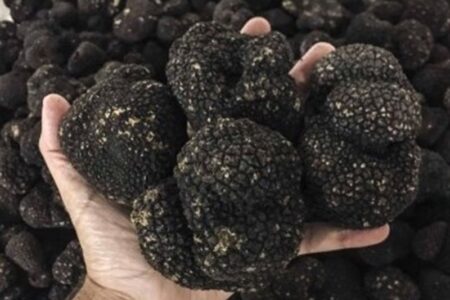 کشف 225 کیلوگرم قارچ ترافل قاچاق در شاهرود