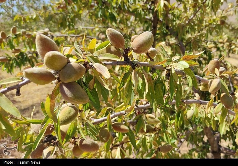 اخبار استان چهارمحال و بختیاری , اخبار شهرکرد , کشاورزی , 
