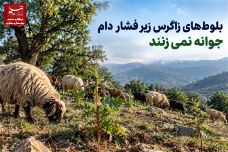 گزارش| بلوط‌های زاگرس زیر فشار دام جوانه نمی‌زنند
