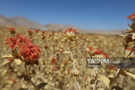 گلرنگ؛ گزینه کم‌آب‌بر در الگوی کشت چهارمحال و بختیاری + تصاویر