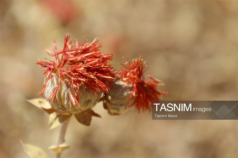 اخبار استان چهارمحال و بختیاری , اخبار شهرکرد , کشاورزی , 